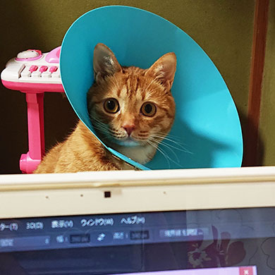 関西弁の猫さん