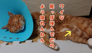 れお猫ポエム①