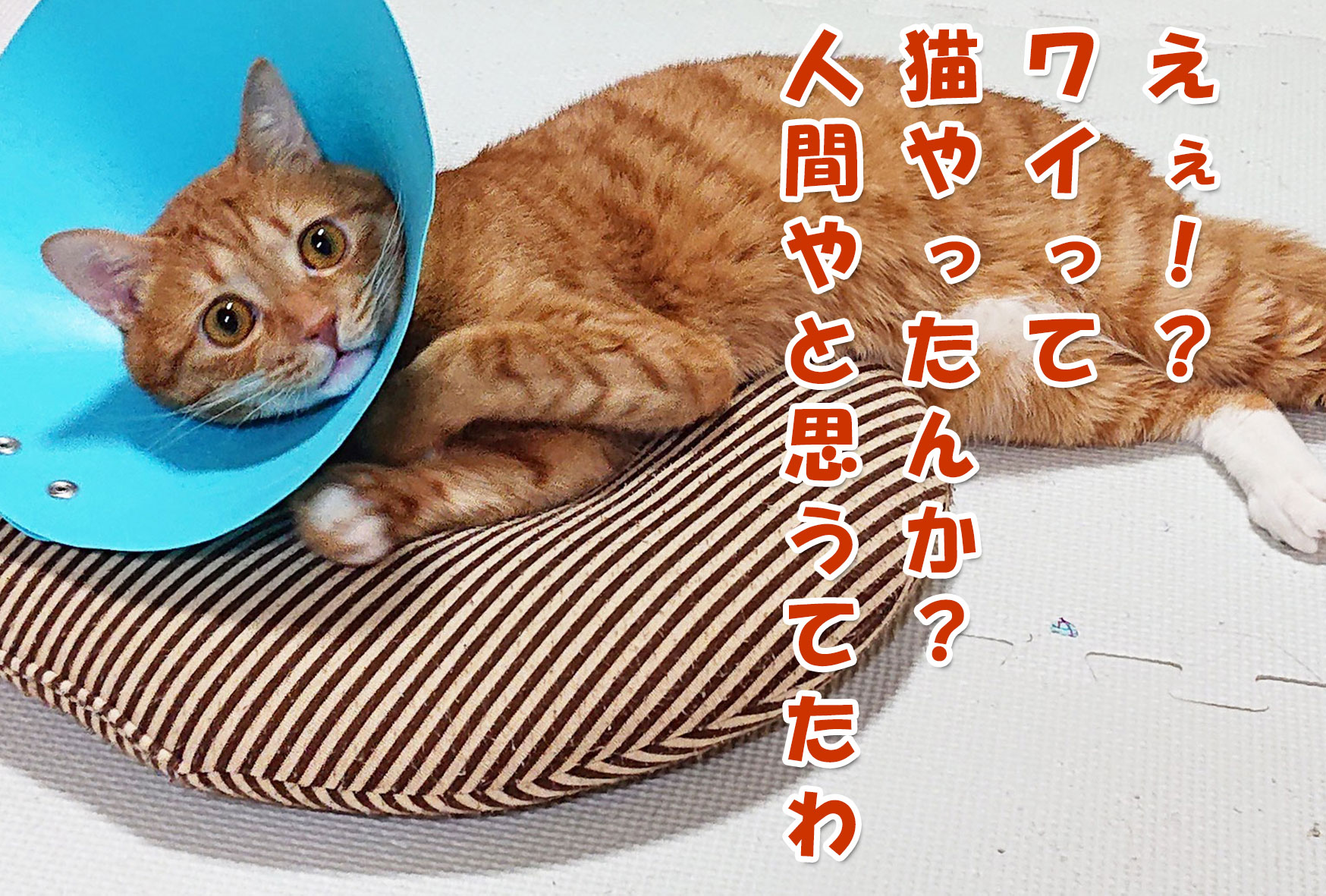 関西弁の猫さん