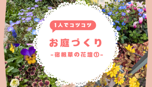 ナチュラルガーデンを目指して、2024年11月からお庭造りを始めました！宿根草の花壇①