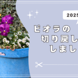 冬の間のお手入れ。ビオラの花がら摘みと切り戻し。