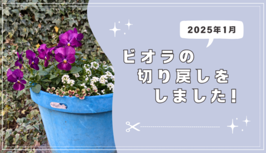 冬の間のお手入れ。ビオラの花がら摘みと切り戻し。