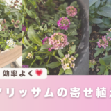 アリッサムを小分けにして、効率よく寄せ植えに使いました。