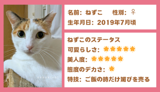 三毛猫の女の子「ねずこ」