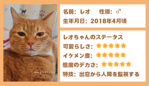 茶トラの男の子「レオ」