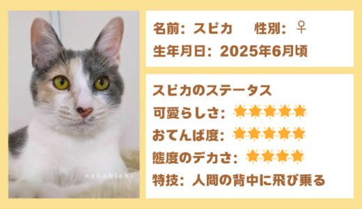パステル三毛の女の子「スピカ」