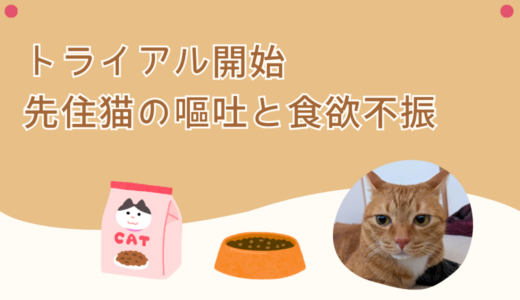 子猫スピカのトライアル。先住猫のレオちゃんは嘔吐と食欲不振。