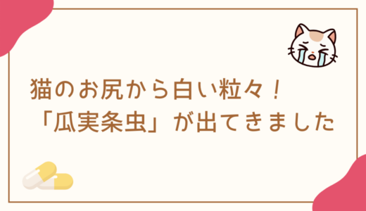 子猫の「スピカ」お尻から白い粒々！「瓜実条虫」の片節が出てきました！