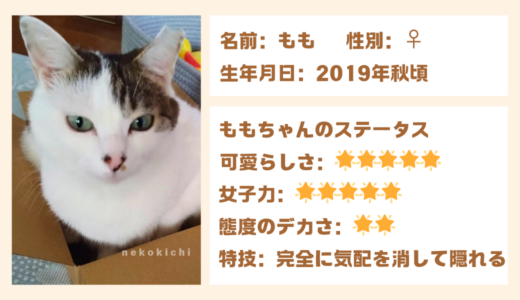 キジ白の女の子「もも」