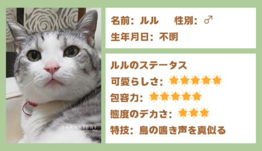 サバトラの男の子「ルル」